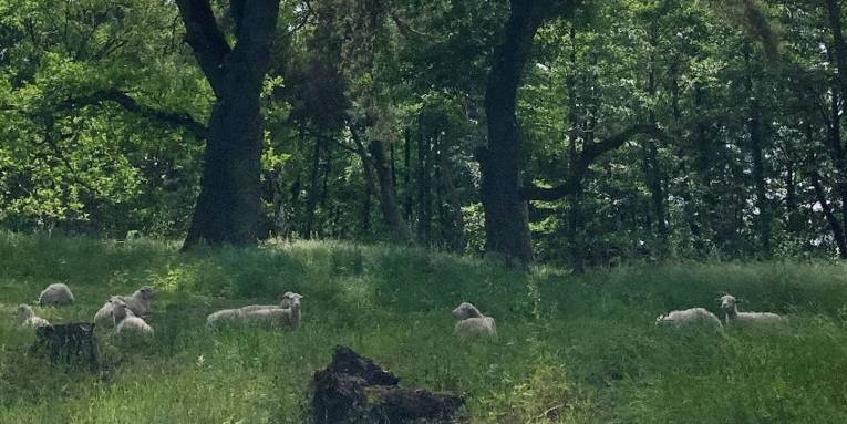 Moorschnucken liegen im schattigen Gras unter Bäumen